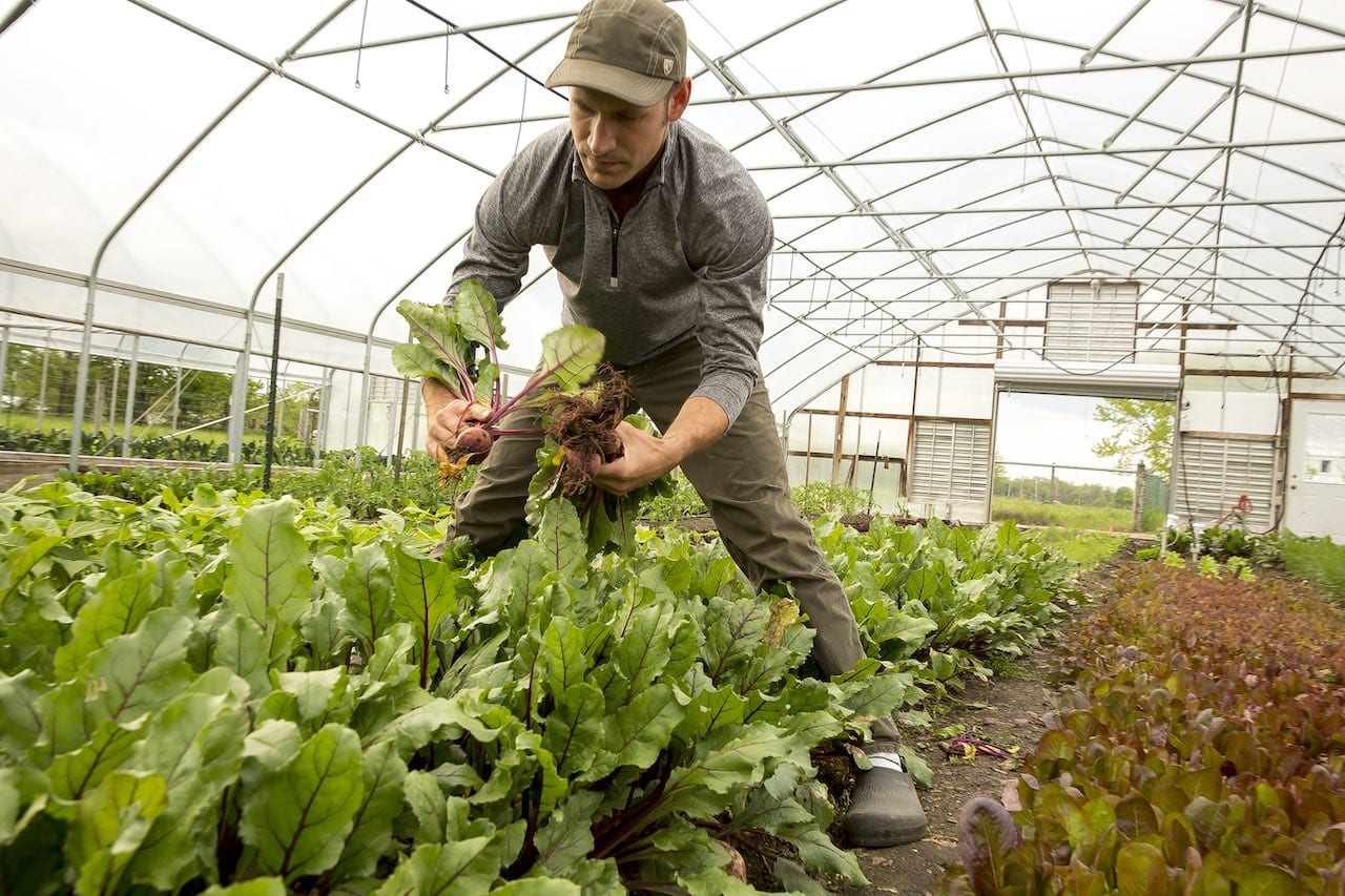 Ben Hartman Farming Lettuce