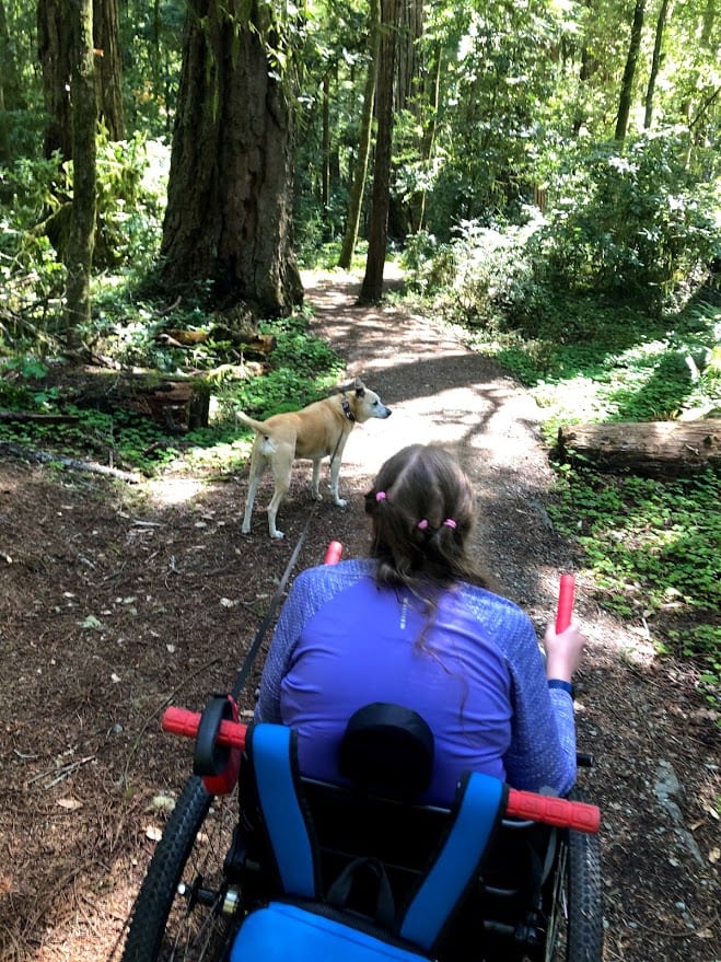 An image of Beth in her chair walking her dog through a forest. 